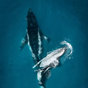 Marine Animals Canvas Print Collection: Whales