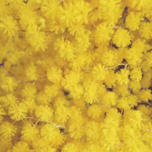 Golden Wattle flowers