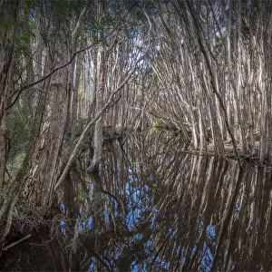 Grassy creek reflections of Melaleucas, King Island, Bass Strait, Tasmania, Australia