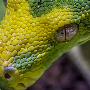 New Guinea Carpet Python