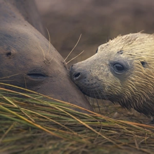 Grey seal mother and pup on beach at Donna Nook, UK