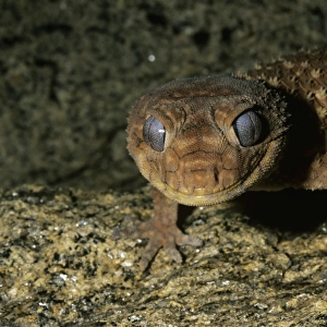 Knob-tailed gecko (Nephrurus levis)