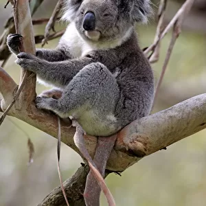 Koala -Phascolarctos cinereus-, adult on tree, Victoria, Australia