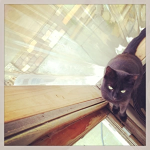 Looking down at black cat sitting beside a window