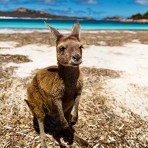 Lucky Bay kangaroo