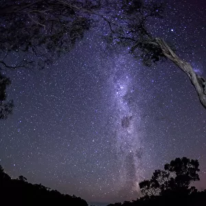 Milky Way and night sky over gum trees next to the Murray River. Renmark. The Riverland. South Australia
