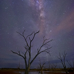 milkyway and stars at night with dead tree at a swamp