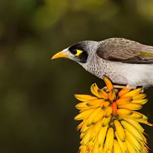 Honeyeaters Premium Framed Print Collection: Noisy Miner