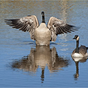 A pair of Canada geese reflected in a large pond