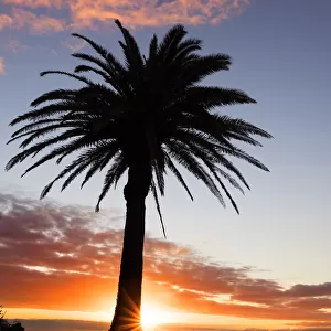 palm tree at sunrise