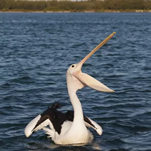 A pelican on the water with beak open wide