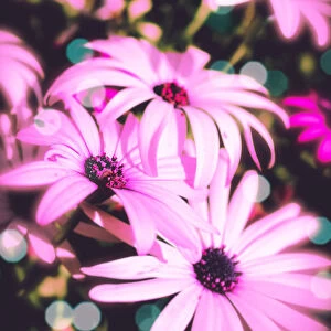 pink florals