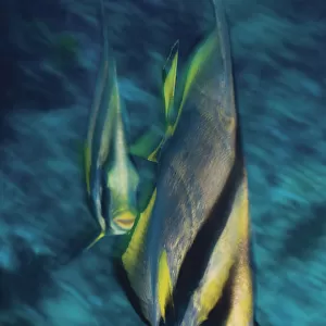 Pinnate Batfish (Platex pinnatus), elevated view