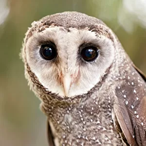 Owls Acrylic Blox Collection: Australian Masked Owl