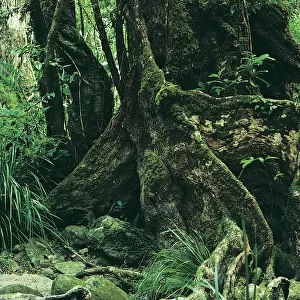 Rainforest Giant Tree, Daintree National Park, Queensland, Australia