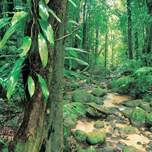 Rainforest Stream, Mossman Gorge, Daintree National Park, Queensland, Australia