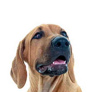 Rhodesian Ridgeback Puppy looking at the camera on a white background