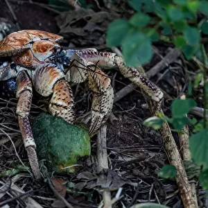 Robber Crab