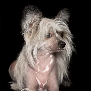 Sable and White Chinese Crested Dog looking away from the camera on a black backdrop