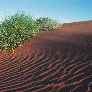 Simpson Desert, Australia