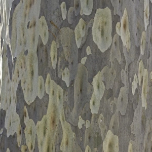 Spotted gum tree trunk, Australia
