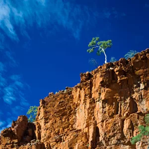Stunning outback landscape of ghost gums on cliffs