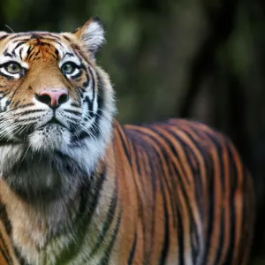 Mammals Collection: Sumatran Tiger