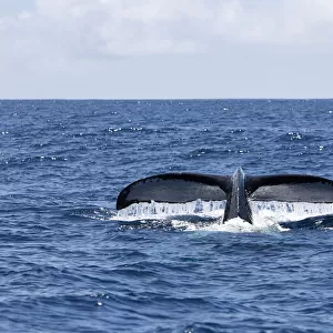 Tail of Humpback whale sticking out from sea