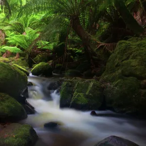 Tasmania rainforest