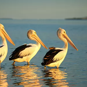 Awe-Inspiring Bird Prints: Pelicans