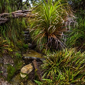 Track through at the rainforest at Ironbound Range, South Coast track, Southwest Tasmania