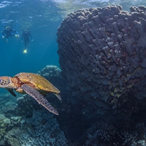 Turtle with two snorklers silhouetted in background