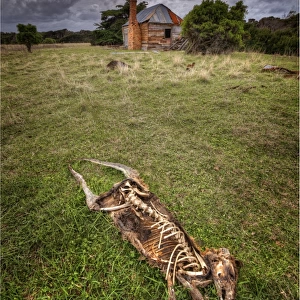 Wallaby Skeleton, Palana, Flinders Island Tasmania