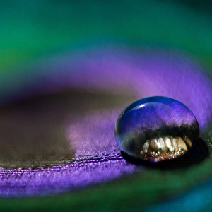 Waterdrop on a peacock feather