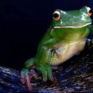 Tropical Frogs Poster Print Collection: White-Lipped Frog