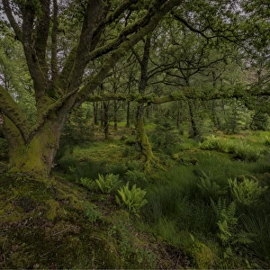 Woodlands near loch Awe