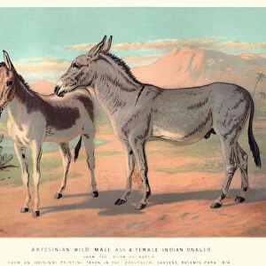 Abyssinian Wild Ass and Indian Onager