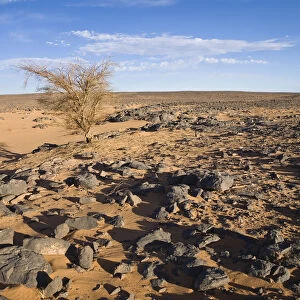 Acacia in the stone desert, black desert, Libya, North Africa, Africa