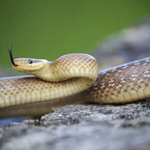 Aesculapian Snake -Zamenis longissimus-, darting its tongue, on stone, lambent, Pleven region, Bulgaria