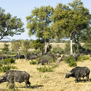 African Buffaloes or Cape Buffaloes -Syncerus caffer-, herd, Kruger National Park, South Africa
