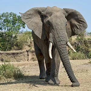 African Bush Elephant -Loxodonta africana-, Msai Mara National Reserve, Kenya