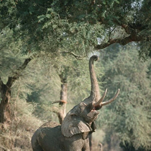 african elephant, animal themes, color image, day, elephant, full length, landscape