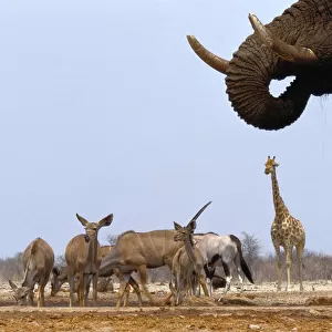 African Elephant, Greater Kudu, Giraffe, and Gemsbox at waterhole