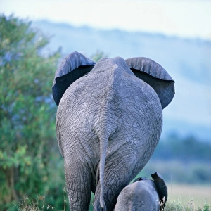 African elephant (Loxodonta africana) cow and calf