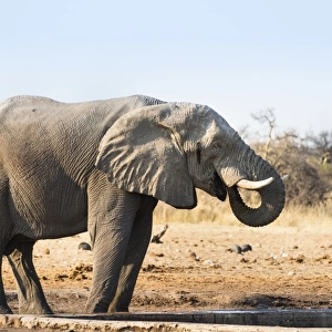 African Elephant -Loxodonta africana- drinking at water hole, Etosha National Park, Tsumcor waterhole, Namibia