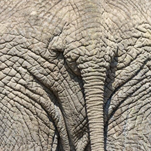 African Elephant -Loxodonta africana-, rear view, Msai Mara National Reserve, Kenya