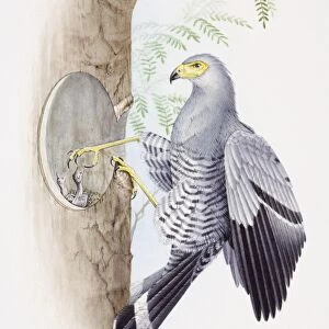 African Harrier Hawk, Polyboroides typus, feeding its young through a hole in a tree