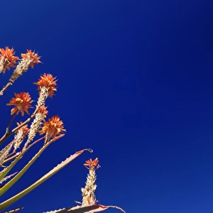 Aloe plant against a deep blue sky, Didima Camp, Drakensberg Ukhahlamba National Park, Kwazulu-Natal