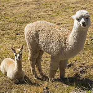 Alpaca -Vicugna pacos- adult with young, Peru
