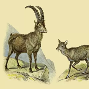 Bovidae Glass Place Mat Collection: Alpine Ibex